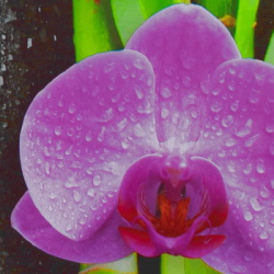 панель пвх декоруст стандарт new орхидея 1-351 2.7м